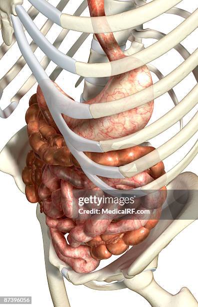 bildbanksillustrationer, clip art samt tecknat material och ikoner med the digestive system - människotunntarm