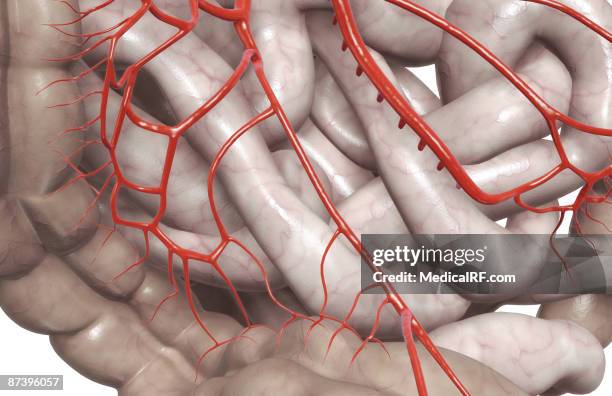 stockillustraties, clipart, cartoons en iconen met mesenteric arteries - menselijke dunne darm