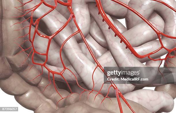 bildbanksillustrationer, clip art samt tecknat material och ikoner med mesenteric arteries - människotunntarm