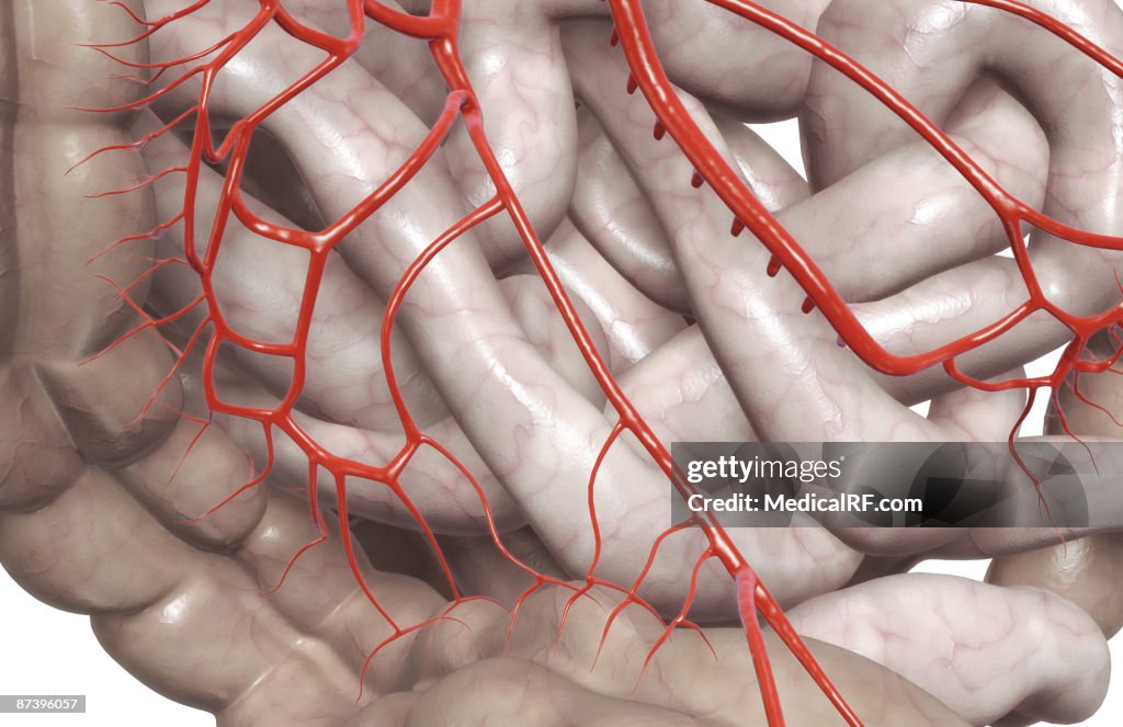 Mesenteric arteries