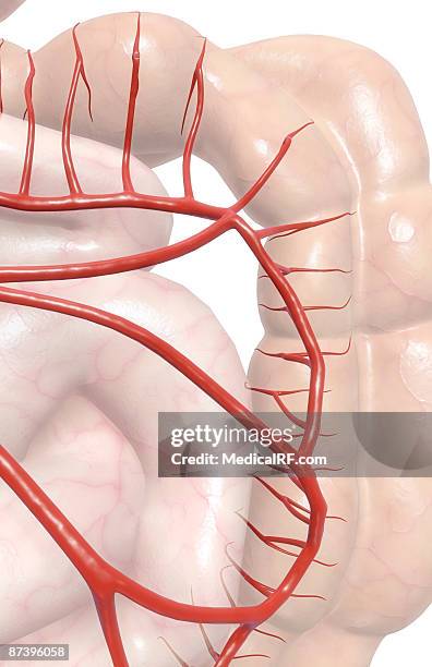 ilustrações, clipart, desenhos animados e ícones de mesenteric arteries - jejuno