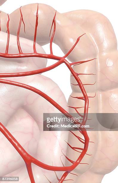 mesenteric arteries - human small intestine stock illustrations