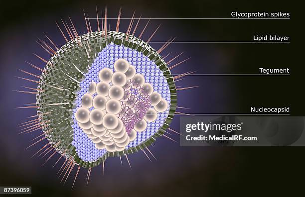ilustraciones, imágenes clip art, dibujos animados e iconos de stock de herpes virus structure - condiloma