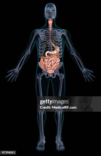 illustrations, cliparts, dessins animés et icônes de the digestive system - intestin grêle humain