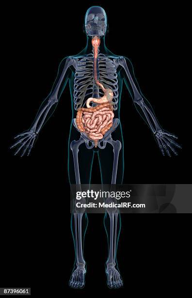 ilustrações de stock, clip art, desenhos animados e ícones de the digestive system - duodeno