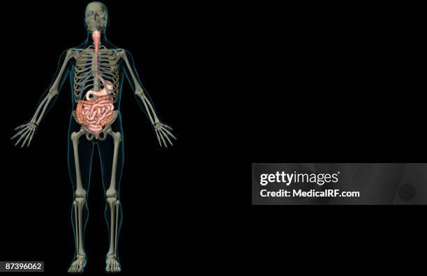 illustrations, cliparts, dessins animés et icônes de the digestive system - intestin grêle humain