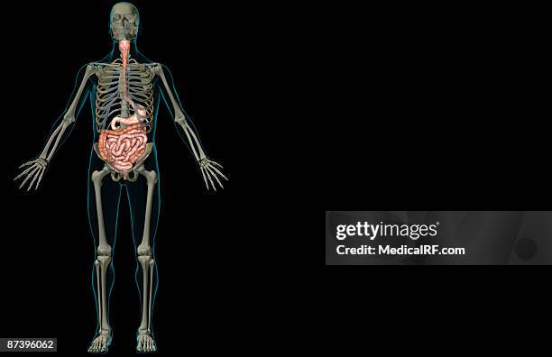 ilustrações, clipart, desenhos animados e ícones de the digestive system - faringe
