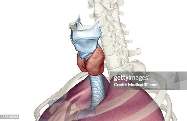 the larynx - thyroid cartilage stock illustrations