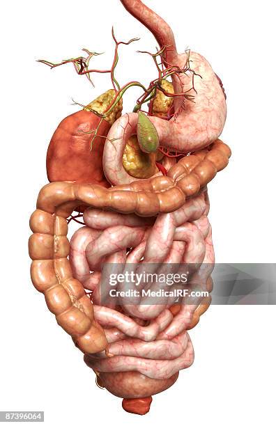 the digestive system - human small intestine stock illustrations