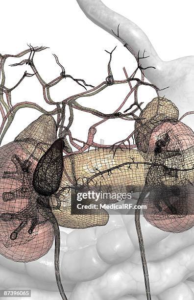 ilustrações de stock, clip art, desenhos animados e ícones de accessory digestive organs - intestino delgado humano