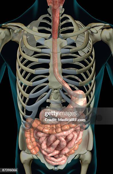 the digestive system - human small intestine stock illustrations