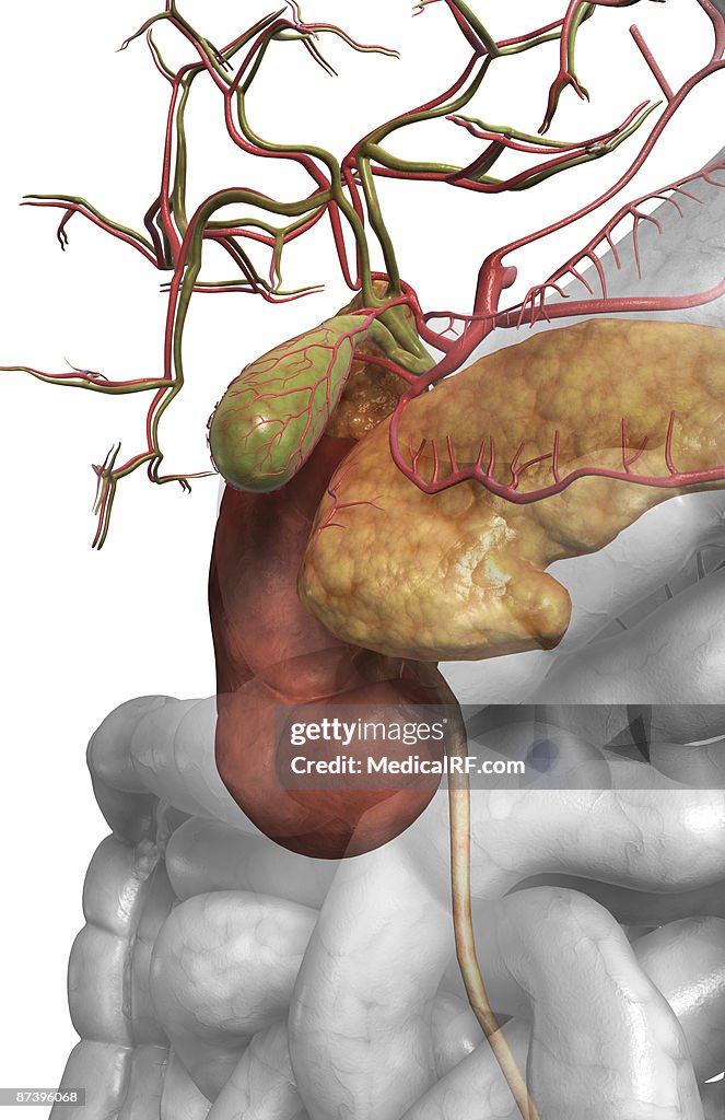 Accessory digestive organs