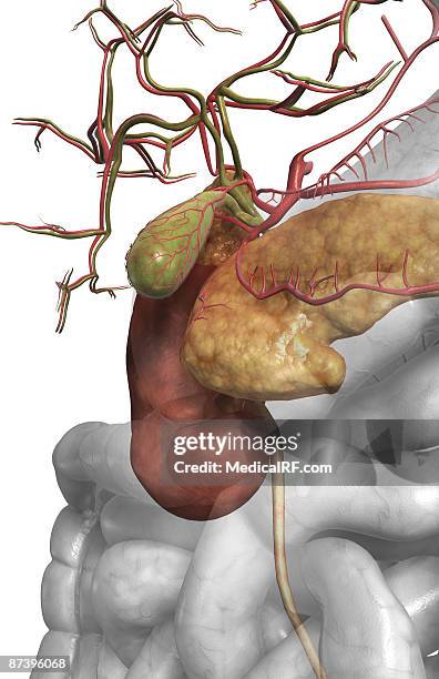 accessory digestive organs - human small intestine stock illustrations