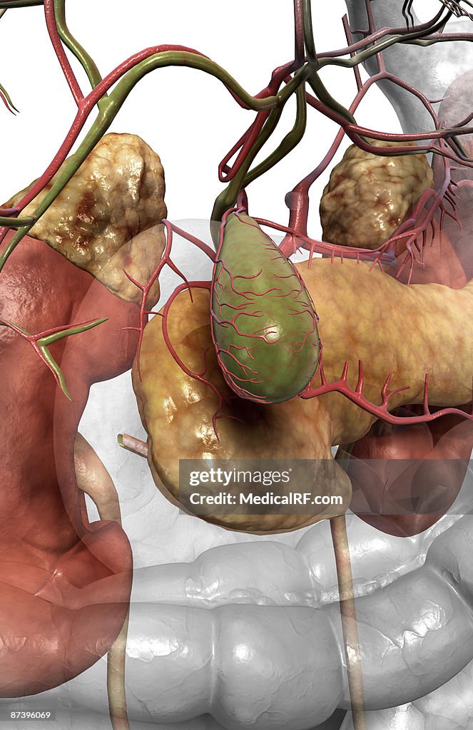 Accessory digestive organs