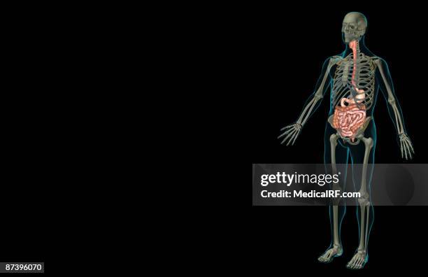 ilustraciones, imágenes clip art, dibujos animados e iconos de stock de the digestive system - duodeno