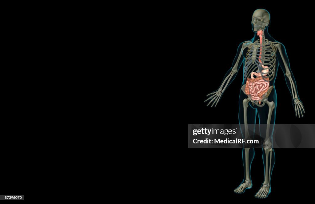The digestive system