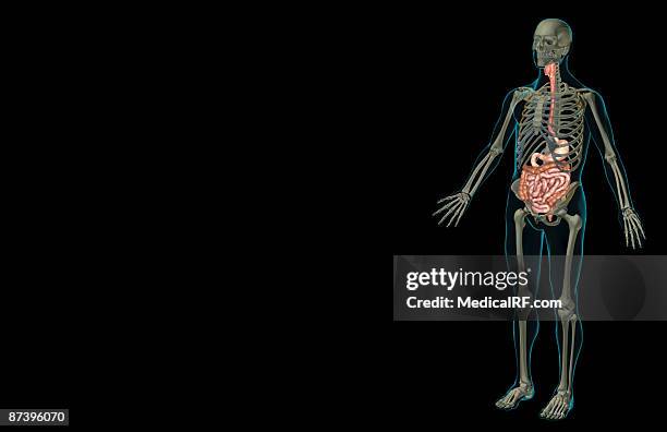 the digestive system - human small intestine stock illustrations