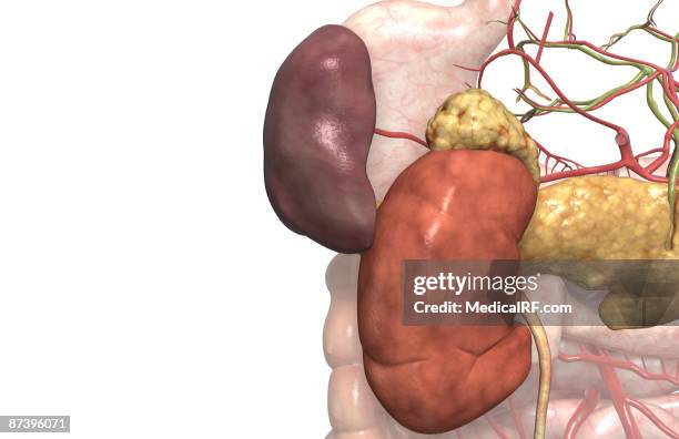 ilustraciones, imágenes clip art, dibujos animados e iconos de stock de accessory digestive organs - arteria cística