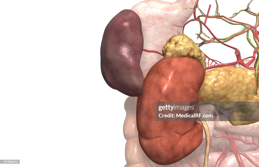 Accessory digestive organs