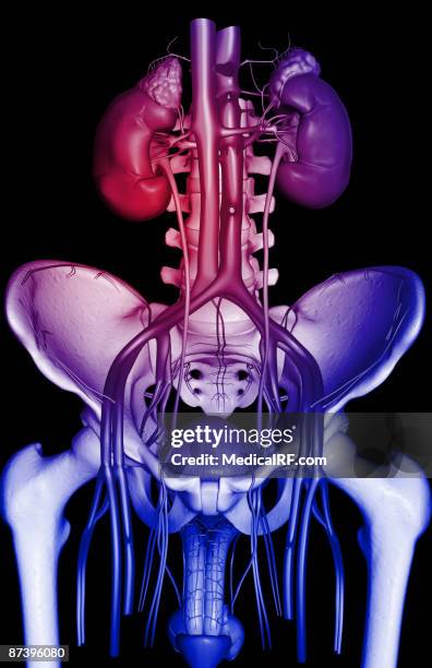the urinary system - ureter stock illustrations
