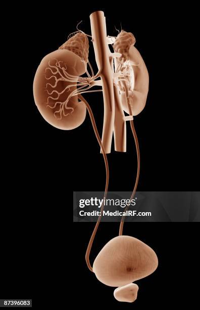 stockillustraties, clipart, cartoons en iconen met blood supply of the kidneys - onderste holle ader