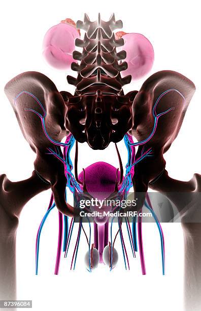 ilustraciones, imágenes clip art, dibujos animados e iconos de stock de the urinary system - escroto