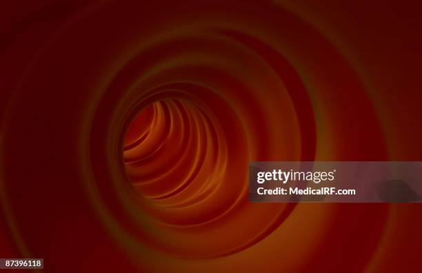 stockillustraties, clipart, cartoons en iconen met the duodenum - menselijke dunne darm