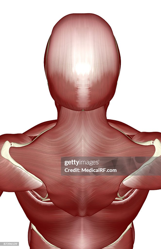 The muscles of the head and shoulders