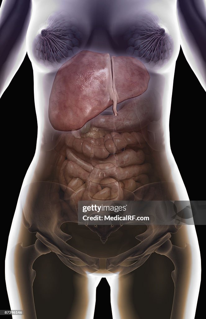 The digestive system