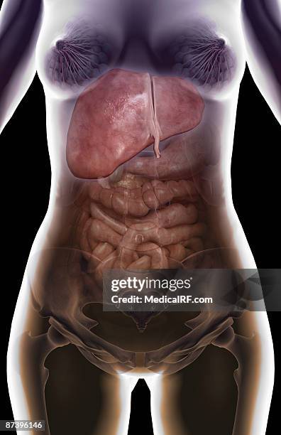the digestive system - human small intestine stock illustrations