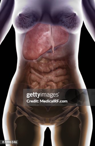 The digestive system The digestive system