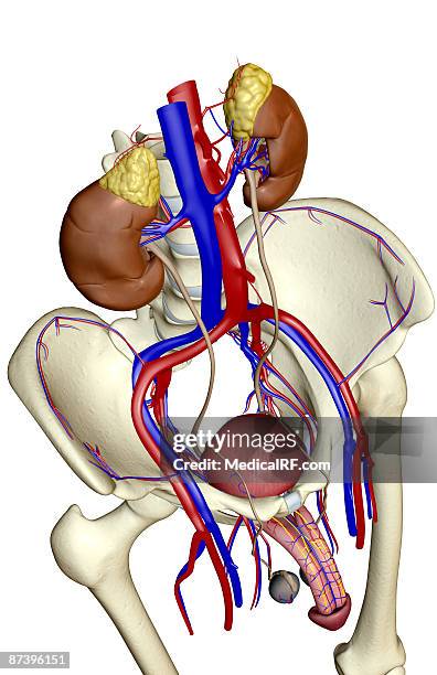ilustrações de stock, clip art, desenhos animados e ícones de the urinary system - aorta descendente