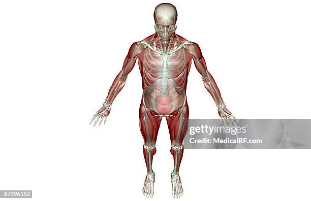 stockillustraties, clipart, cartoons en iconen met the musculoskeletal system - buitenste schuine buikspier