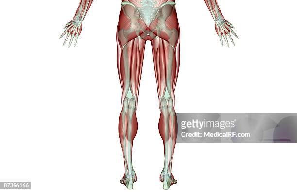 the musculoskeleton of the lower body - gastrocnemius stock illustrations