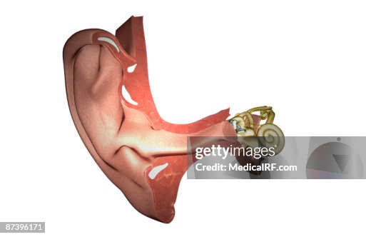 Anatomy Of The Ear High Biology Diagrams