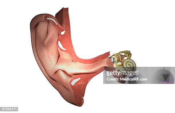 anatomy of the ear - internal auditory canal stock illustrations