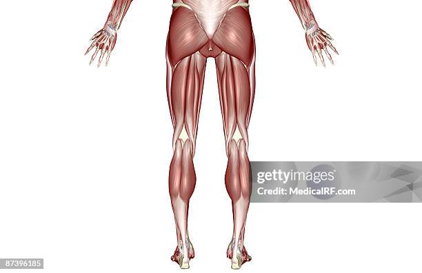 stockillustraties, clipart, cartoons en iconen met the muscles of the lower body - hamstring anatomy
