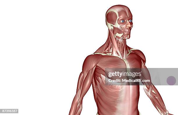 stockillustraties, clipart, cartoons en iconen met the muscles of the upper body - voorste getande spier
