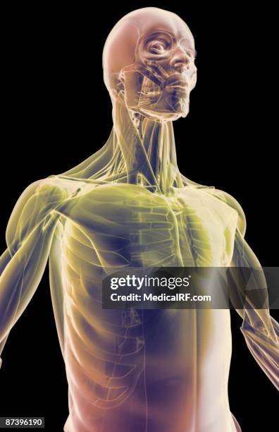 stockillustraties, clipart, cartoons en iconen met the muscles of the upper body - voorste getande spier