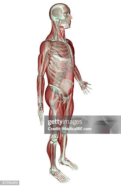 stockillustraties, clipart, cartoons en iconen met the musculoskeletal system - voorste getande spier