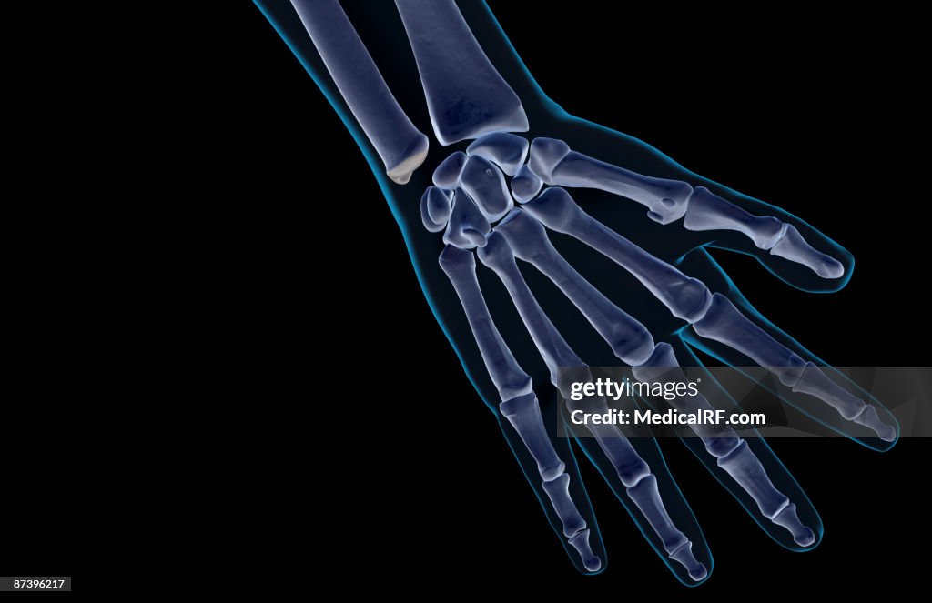 The bones of the hand