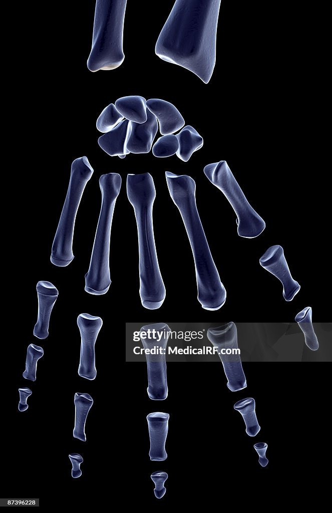 The bones of the hand