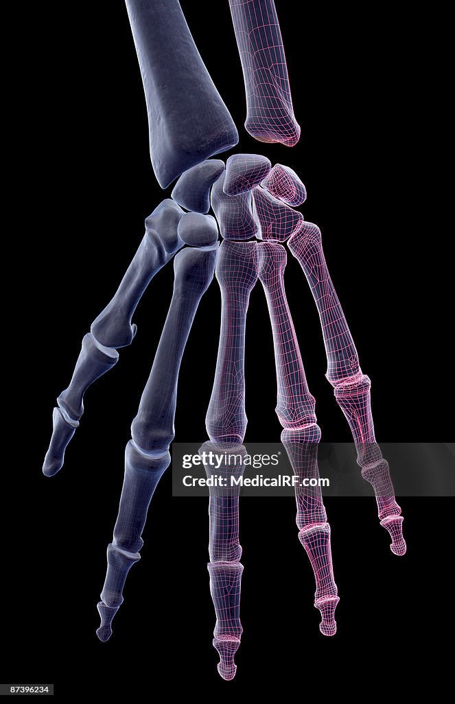 The bones of the hand