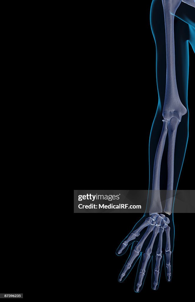 The bones of the upper limb