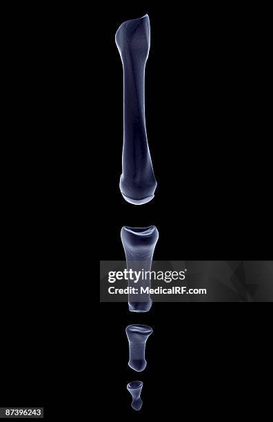 the bones of the finger - metacarpal stock illustrations