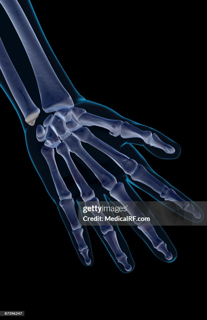 The bones of the hand