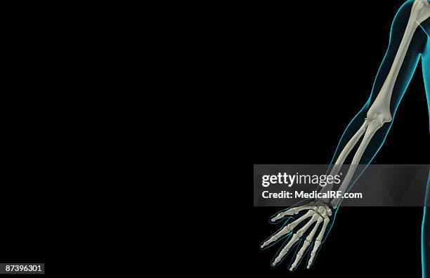 the bones of the upper limb - ulna stock illustrations