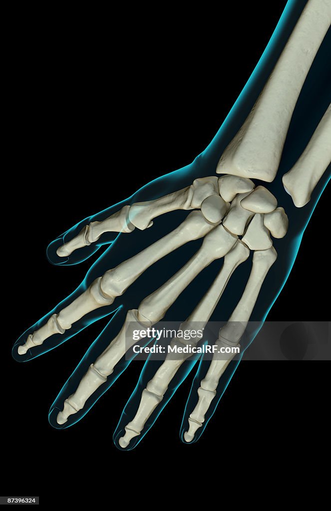 The bones of the hand