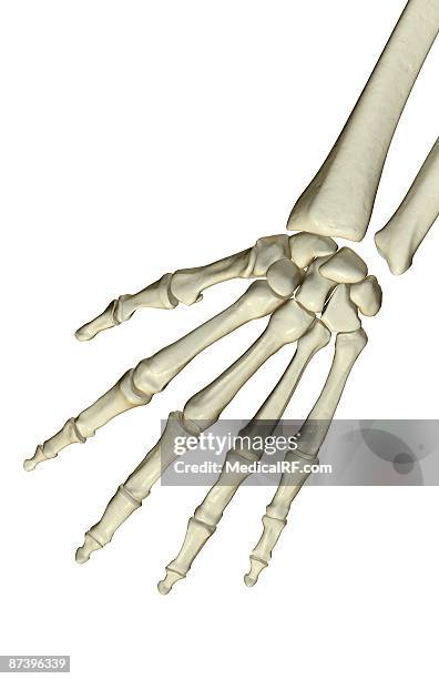 the bones of the hand - lunares stock illustrations