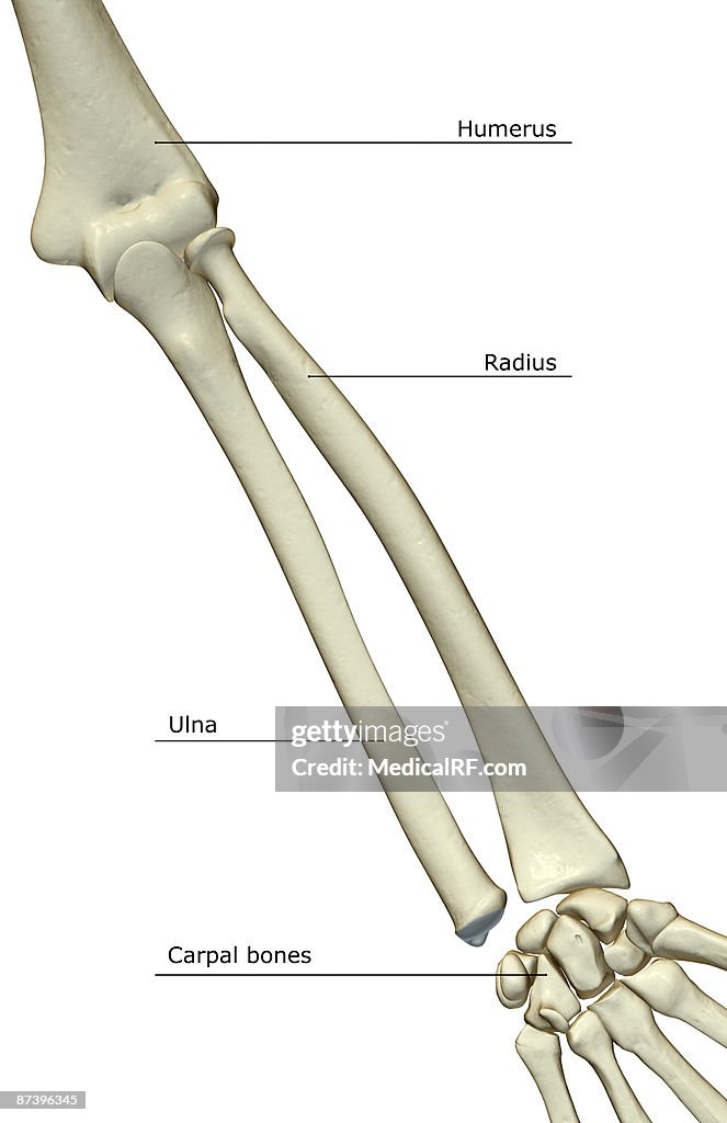 The bones of the forearm